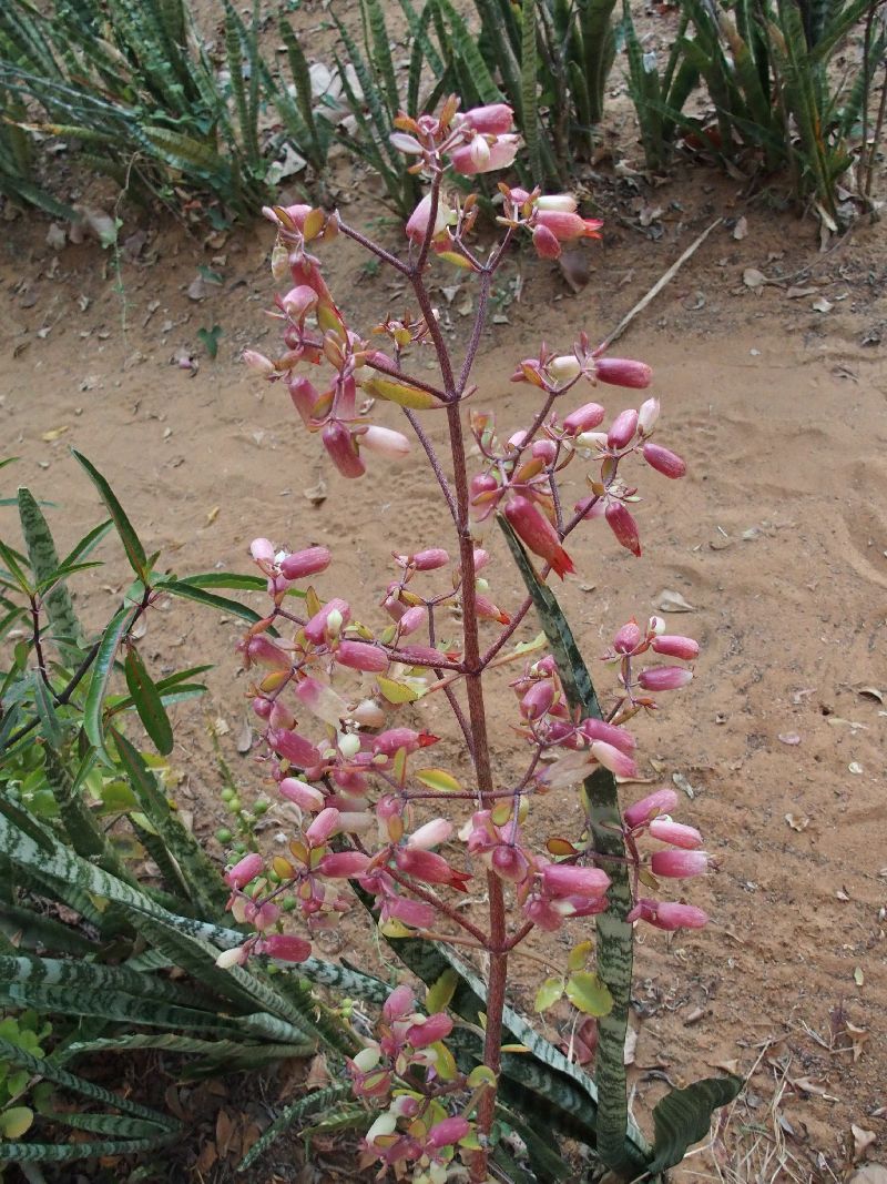 Dal Madagascar: Kalanchoe pinnata (Crassulaceae)